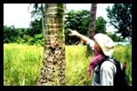 Palm Tree shot up by 20 mm rounds by an American Aircraft